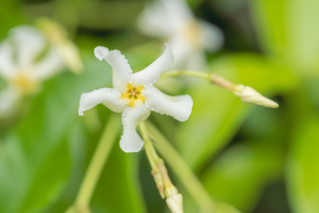テイカカズラはどんな花が咲く？