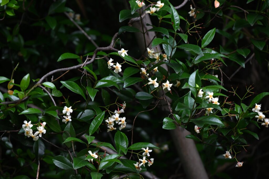 テイカカズラの開花時期