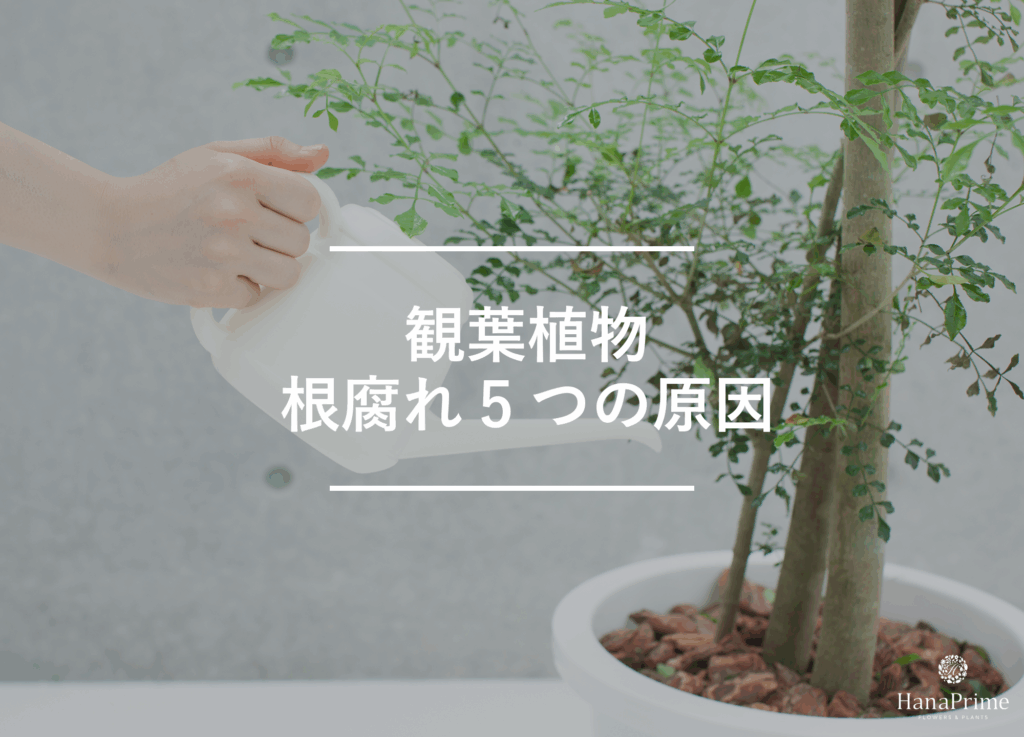 観葉植物が根腐れを引き起こす原因と対策