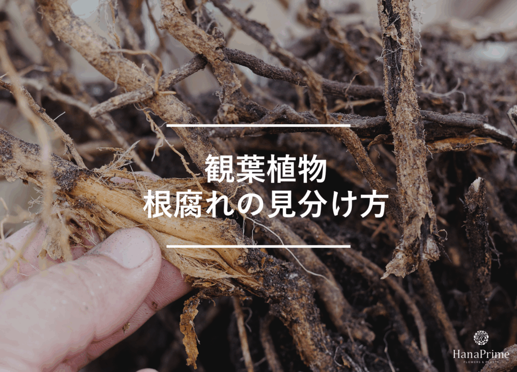根腐れの見分け方|危険度別のサイン