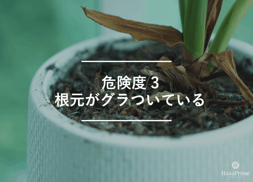 ③ 根元がグラついている