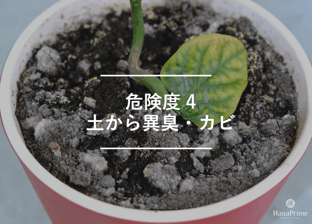 ④ 土から異臭がする・カビが生えている