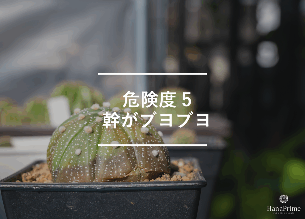 ⑤ 幹がブヨブヨになっている