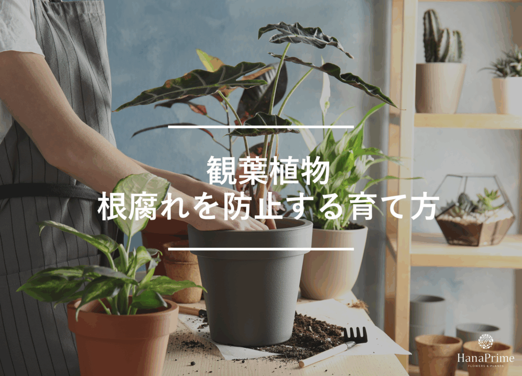 観葉植物の根腐れを防止する育て方のポイント