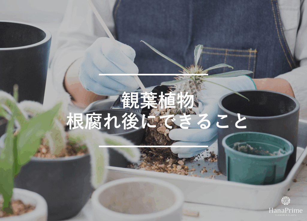 観葉植物が根腐れになってしまった時の対策