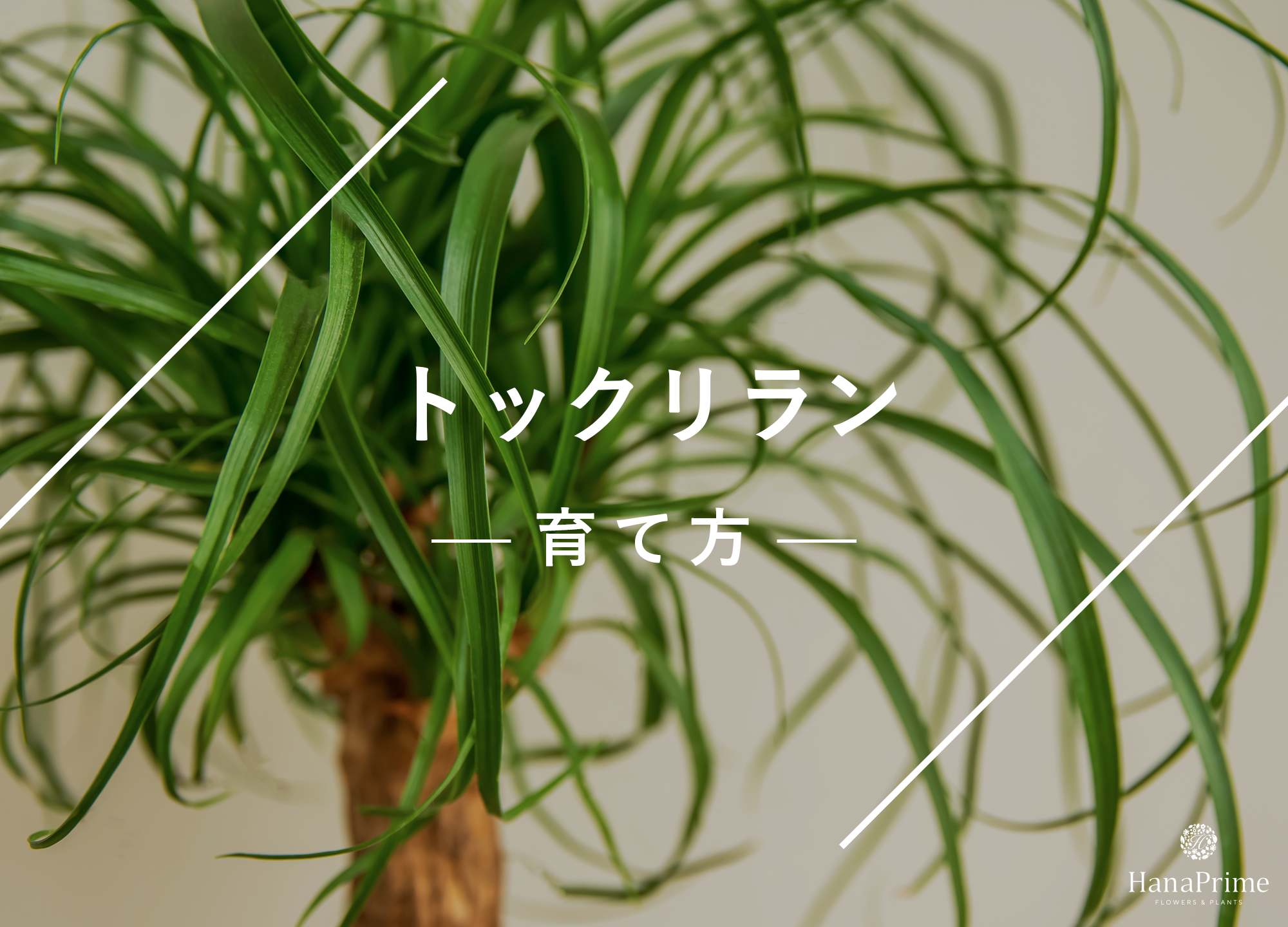 幹太　トックリラン　枝分かれ 幹太 トックリラン 枝分かれ