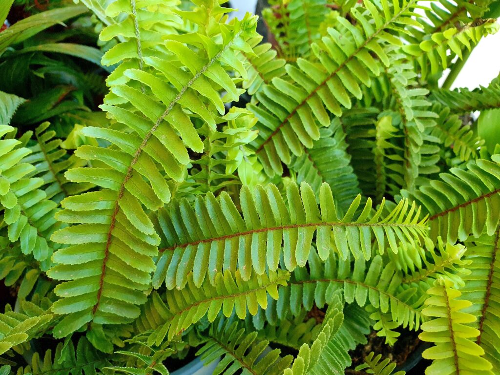 タマシダ(Nephrolepis cordifolia)