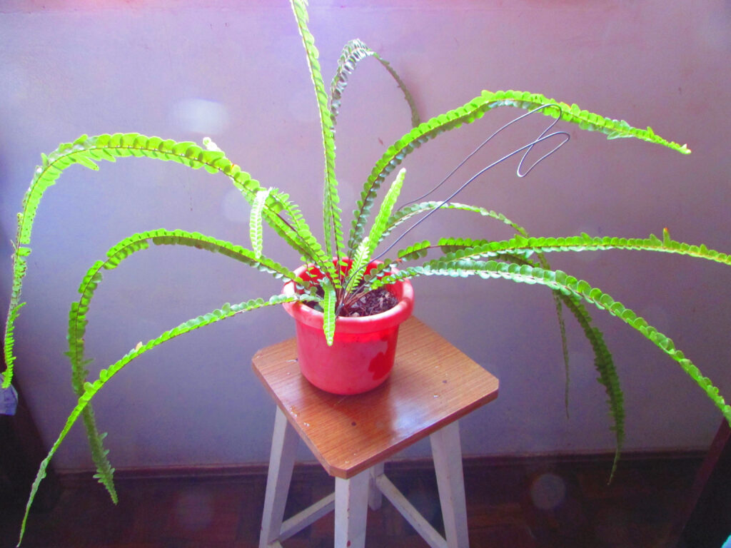 ダッフィー(Nephrolepis cordifolia ‘Duffii’)