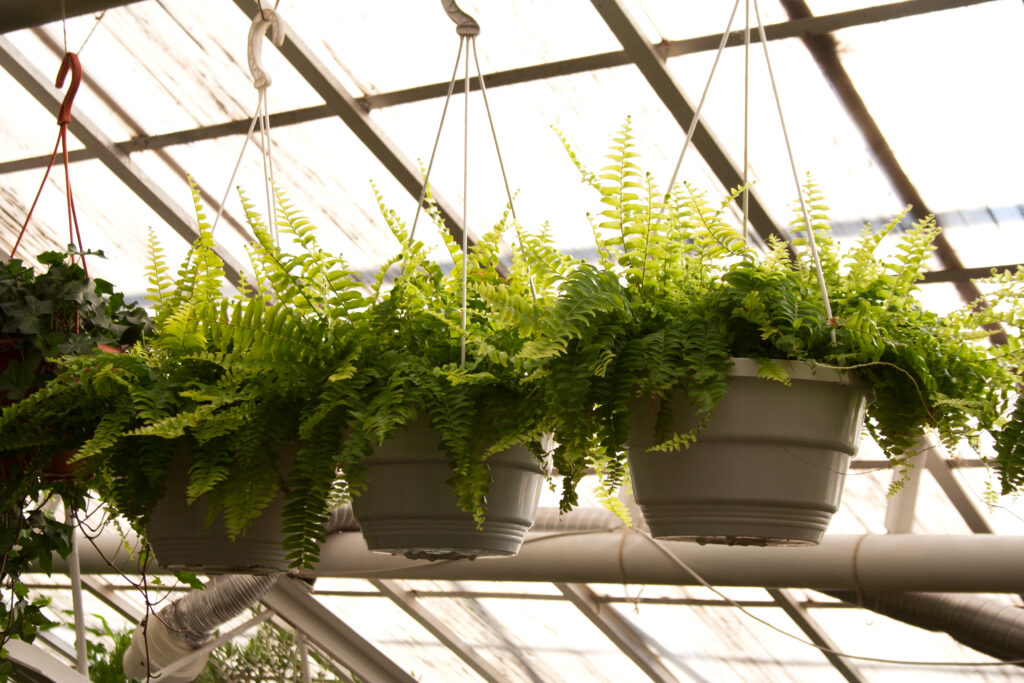 植え方・仕立て方