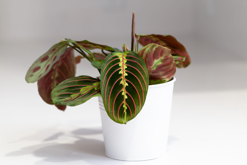 マランタ レウコネウラ