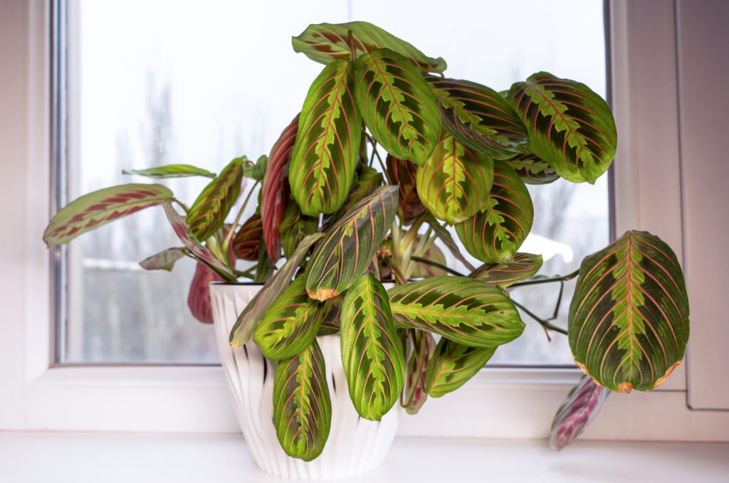 マランタ レウコネウラ エリトロネウラの栽培環境