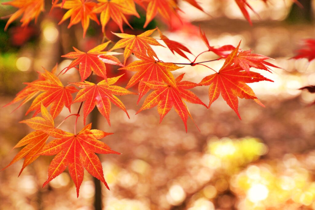 イロハモミジの葉っぱの特徴