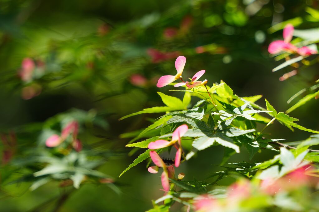 イロハモミジは花が咲く？