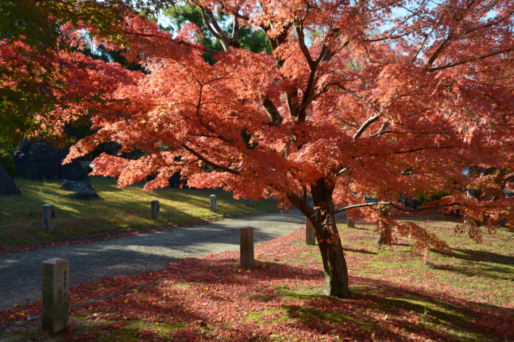 イロハモミジの育て方