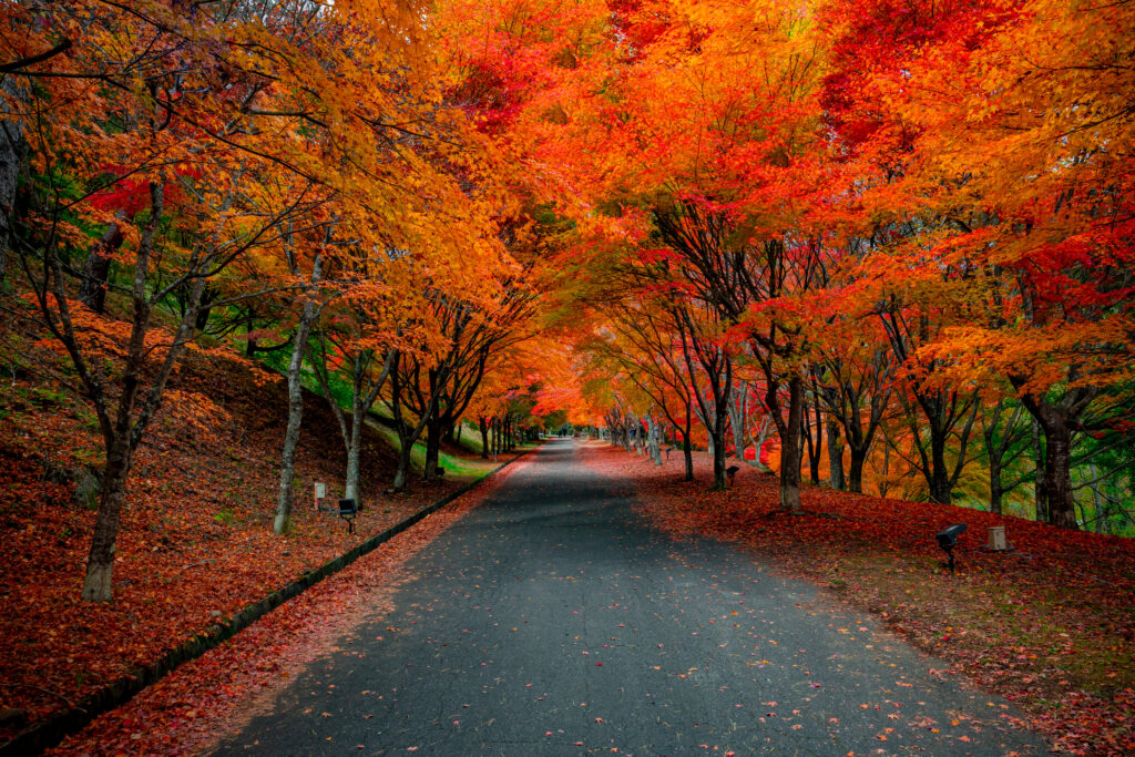 イロハモミジの紅葉時期