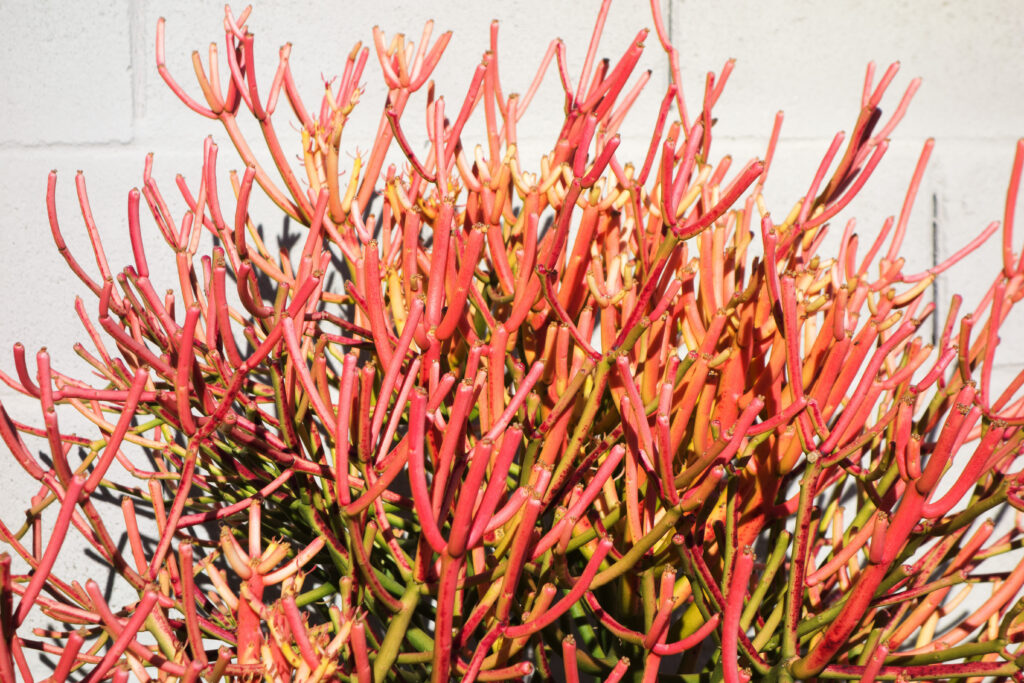 ファイヤースティック