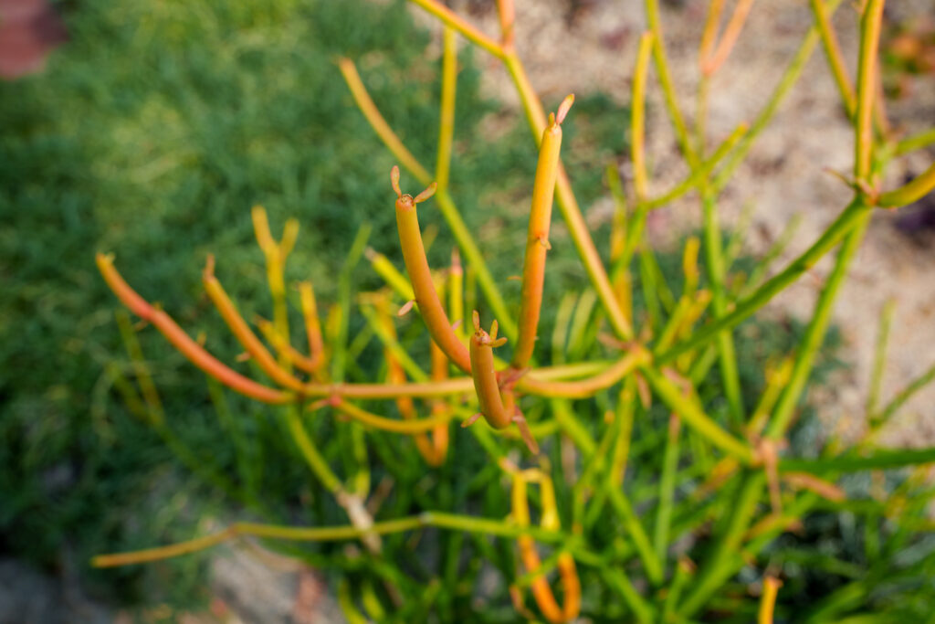 ユーフォルビア