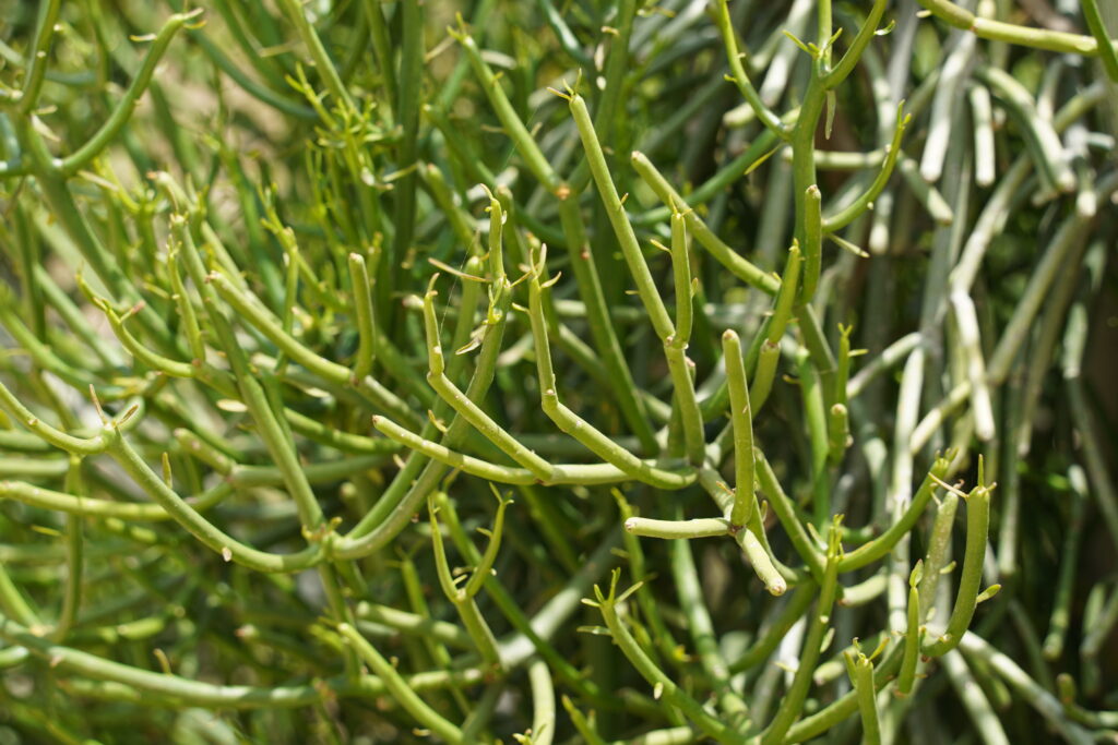 ミルクブッシュの葉っぱの特徴