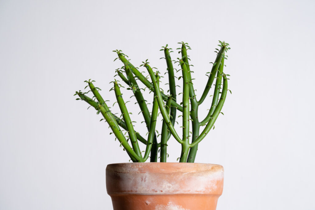 ミルクブッシュの栽培環境