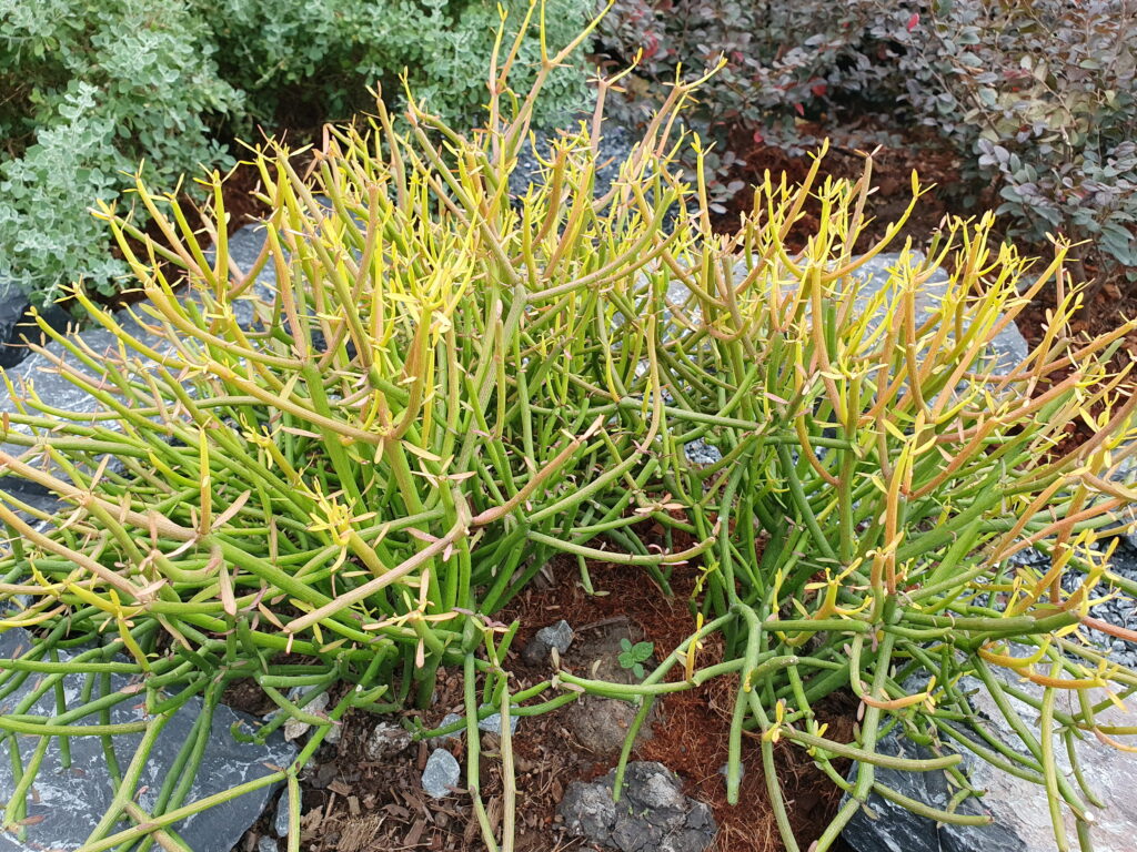 ミルクブッシュの増やし方