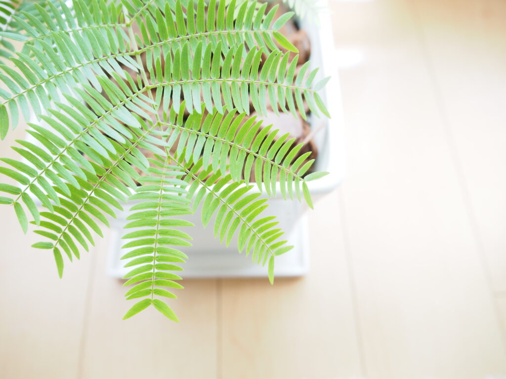 エバーフレッシュの葉っぱの特徴