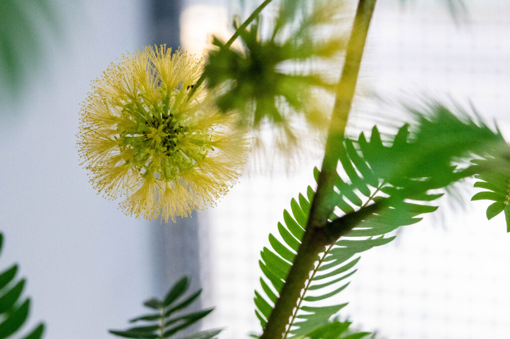 エバーフレッシュはどんな花が咲く？