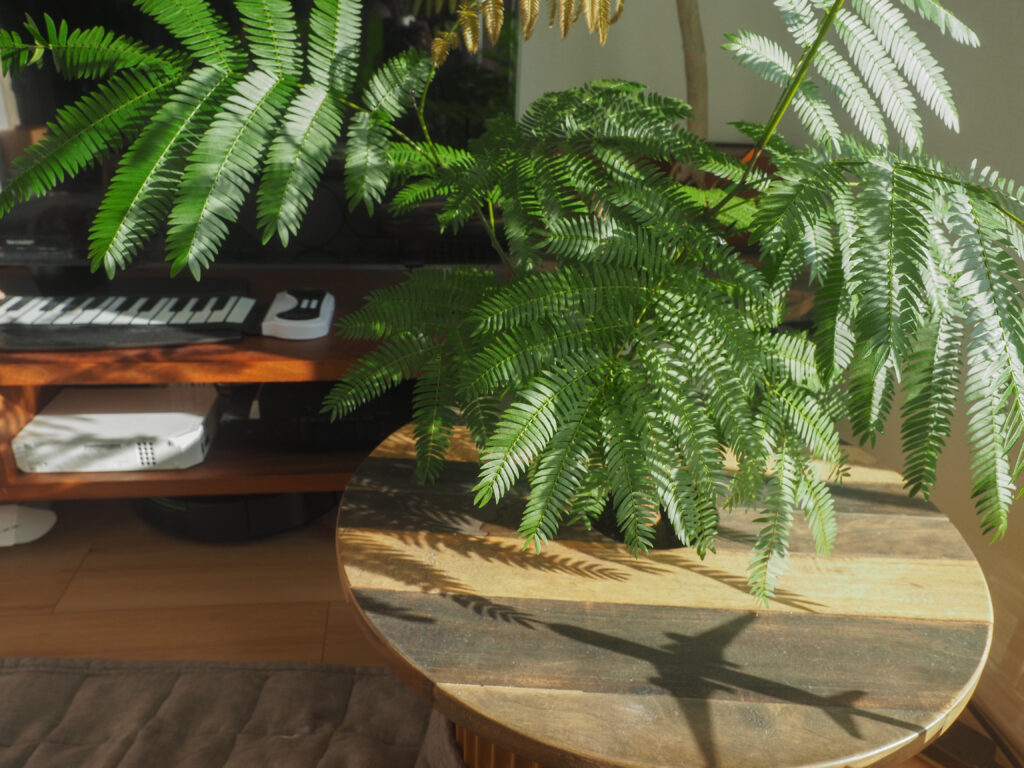 エバーフレッシュの育て方