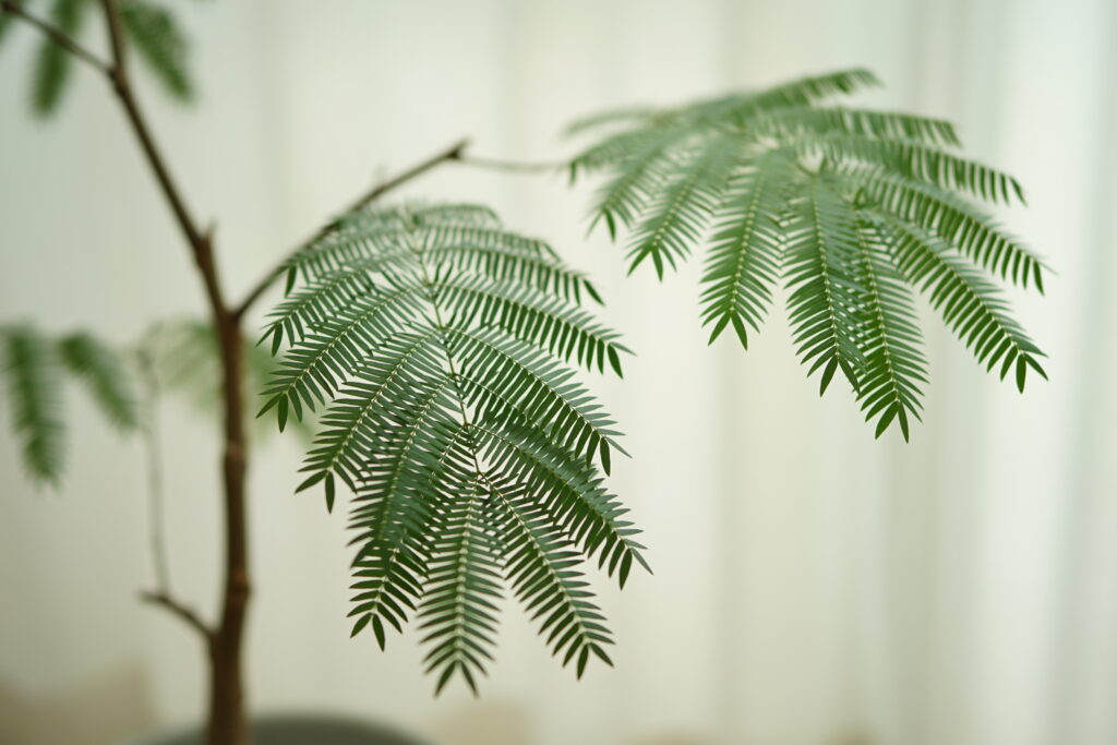 エバーフレッシュの栽培環境