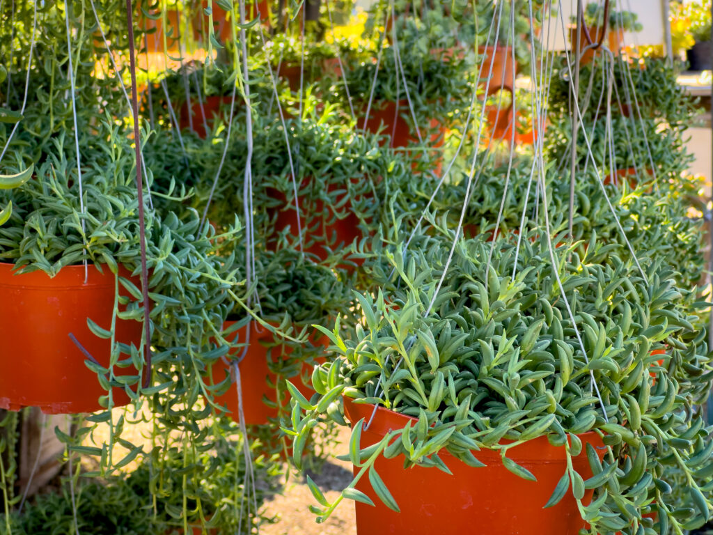 バナナネックレス