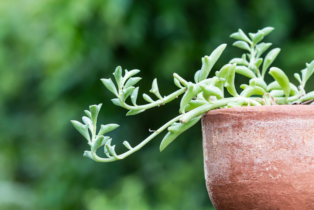 ドルフィンネックレス