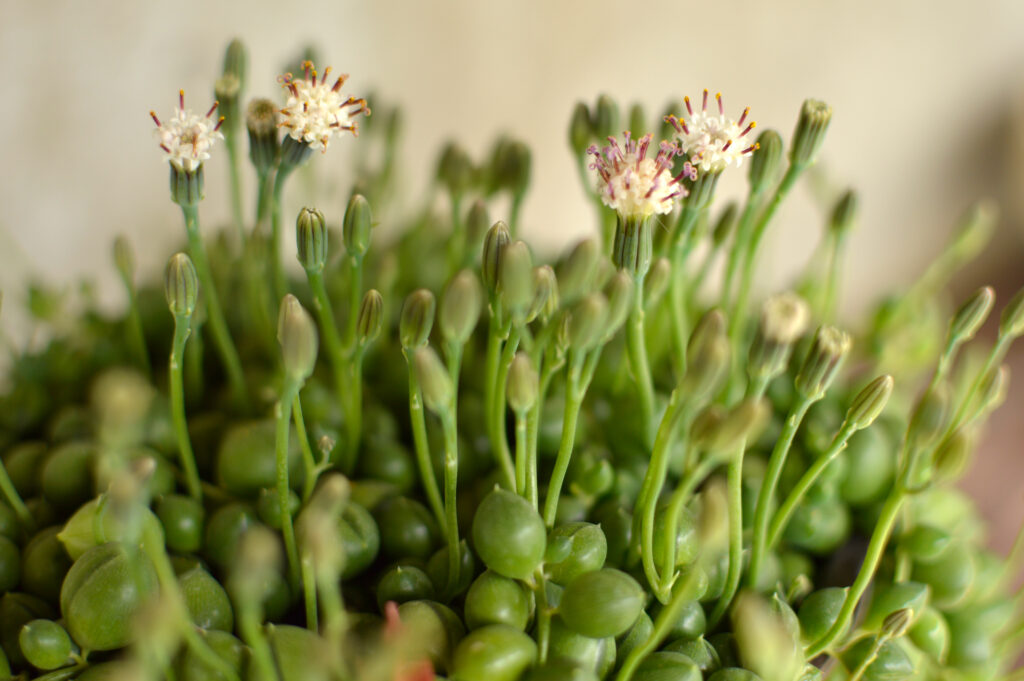 グリーンネックレスはどんな花が咲く?