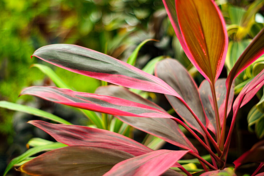 コルジリネ ターミナリス