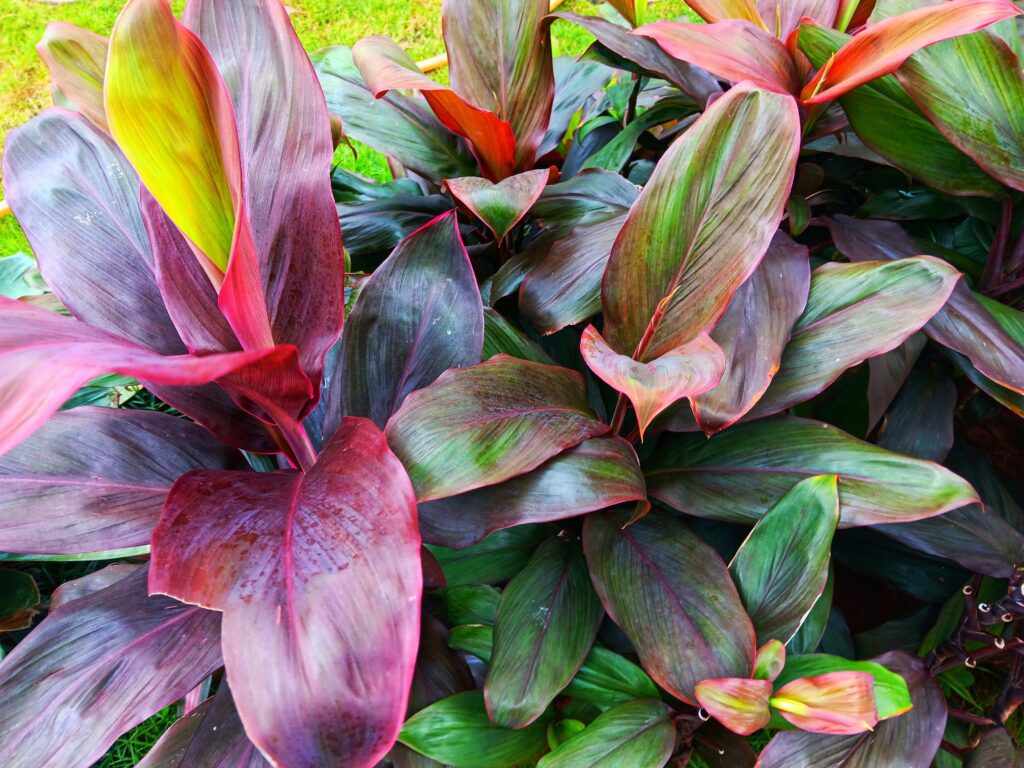 コルジリネの葉っぱの特徴