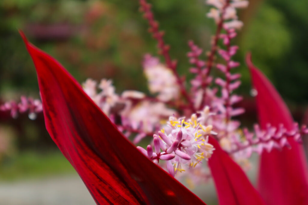 コルジリネはどんな花が咲く？