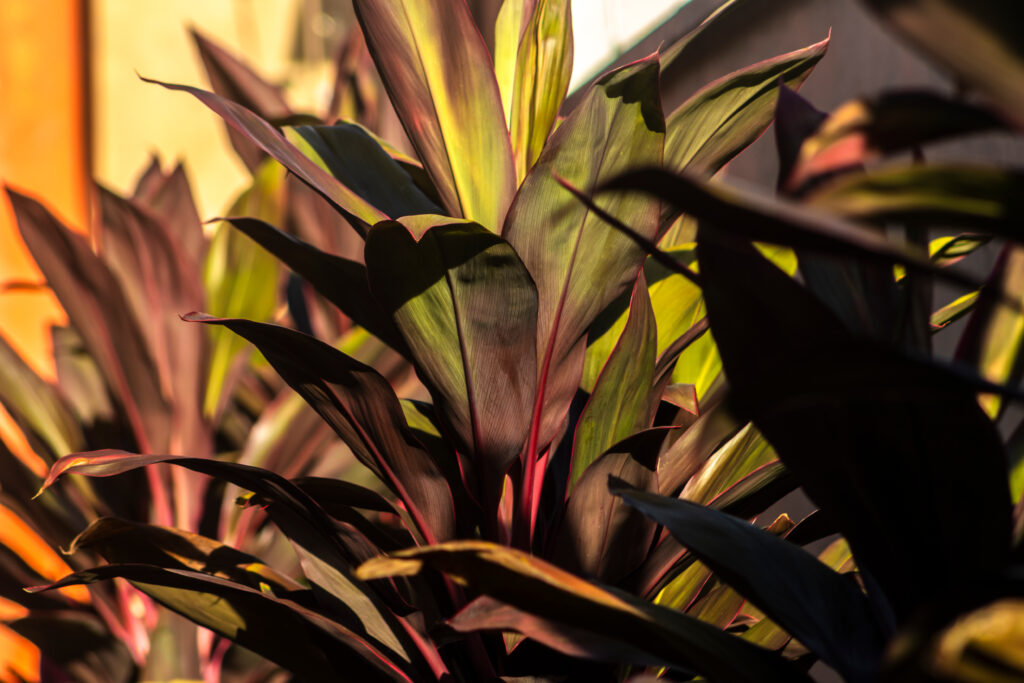 コルジリネの成長スピードは？