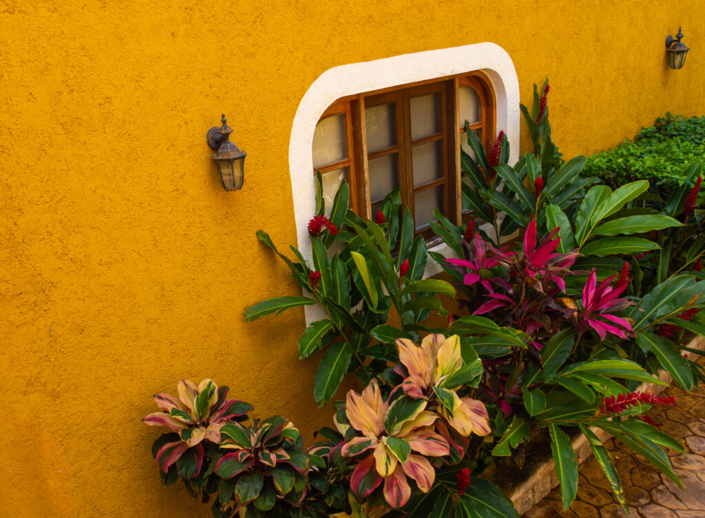 コルジリネの栽培環境