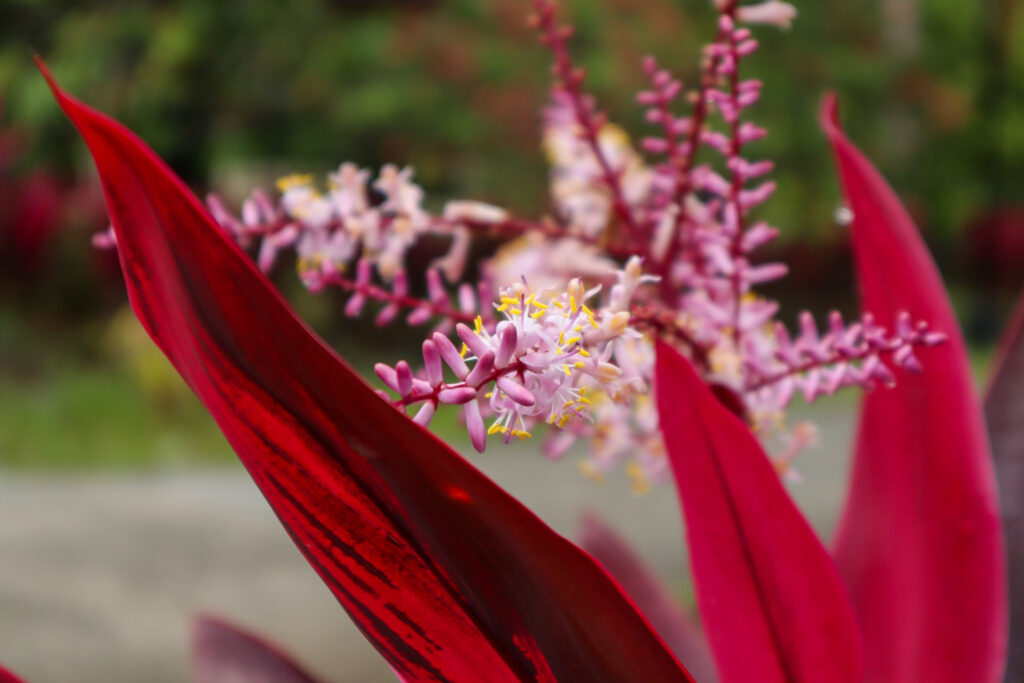 コルジリネの開花時期