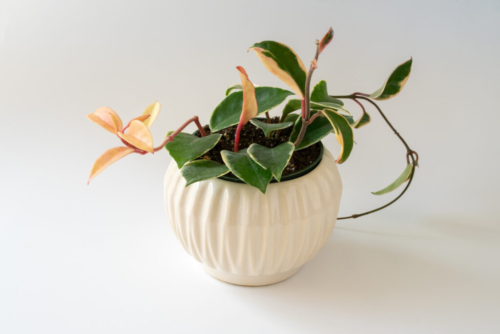 ホヤ カルノーサ