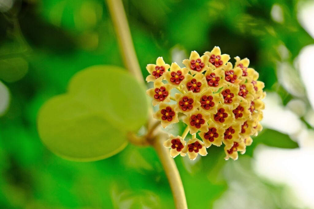 ハートホヤはどんな花が咲く？