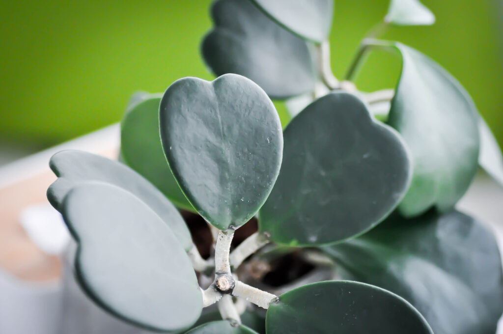 ハートホヤの育て方