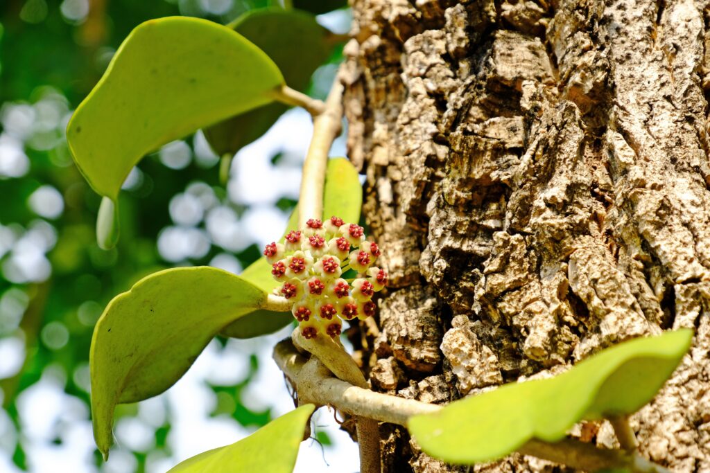 ハートホヤの開花時期