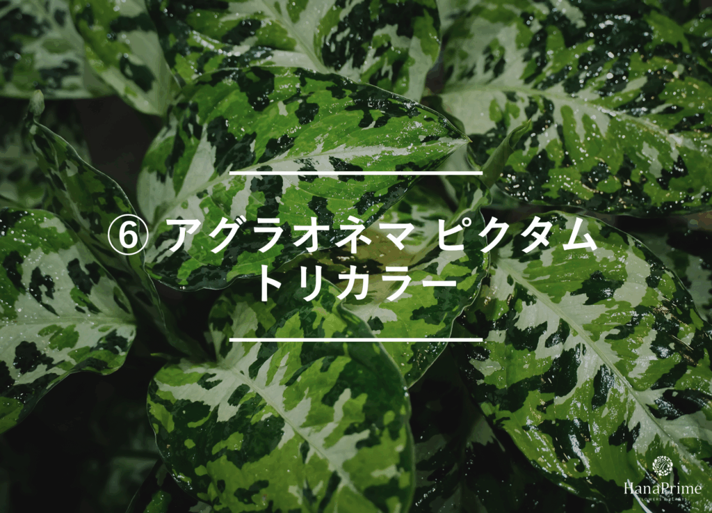 ⑥ アグラオネマ ピクタム トリカラー