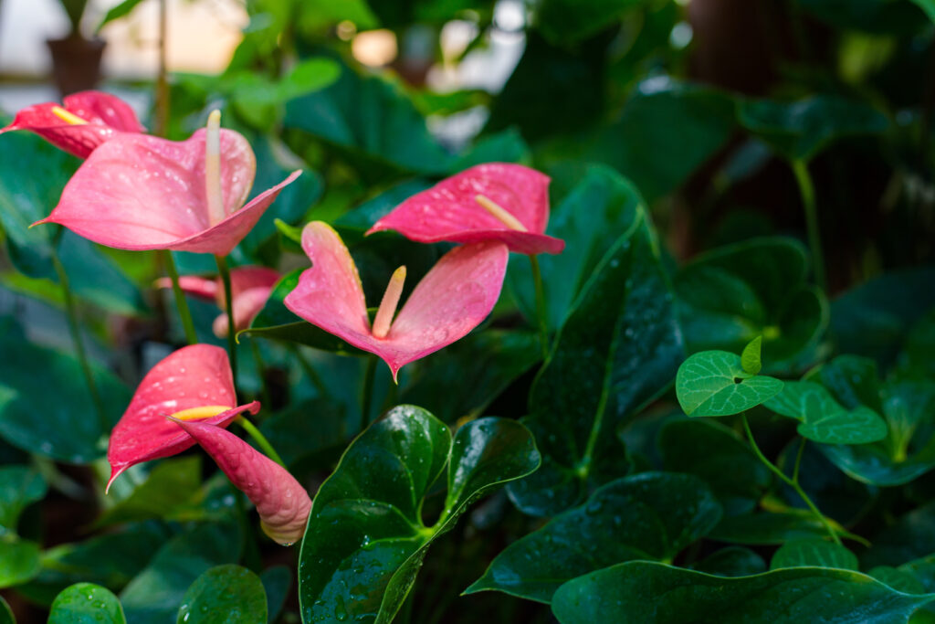 センセーション