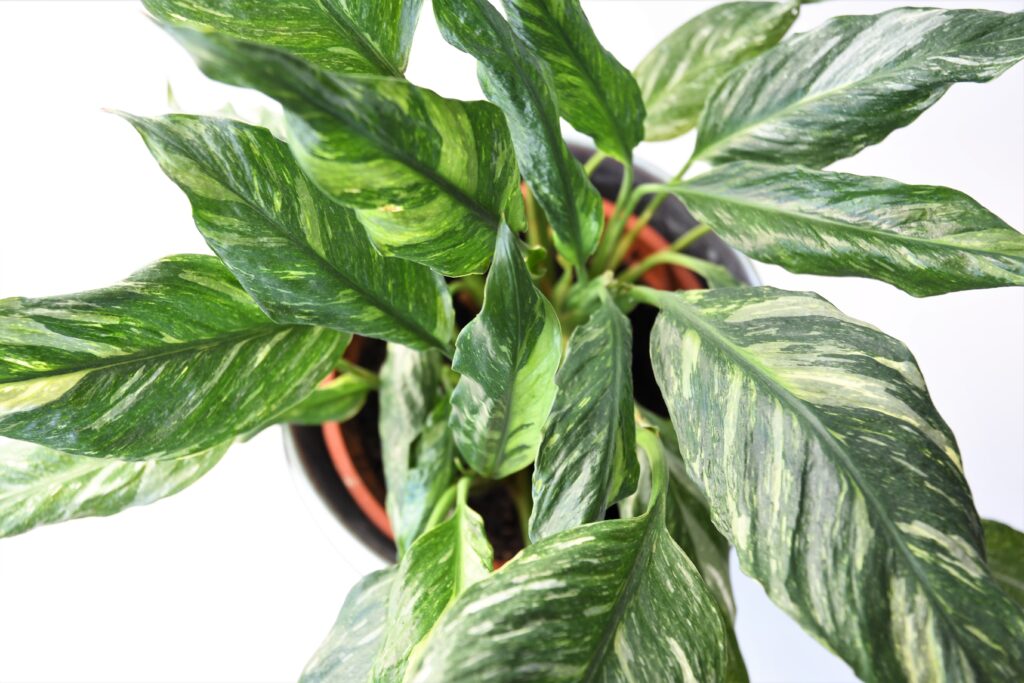 スパティフィラム ダイヤモンドの葉っぱの特徴