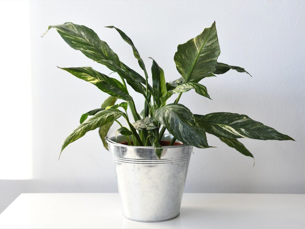 スパティフィラム ダイヤモンドの育て方