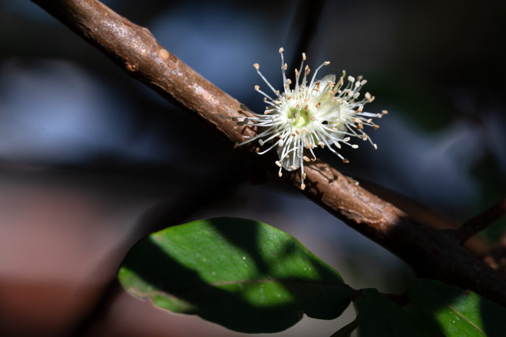 ジャボチカバはどんな花が咲く？