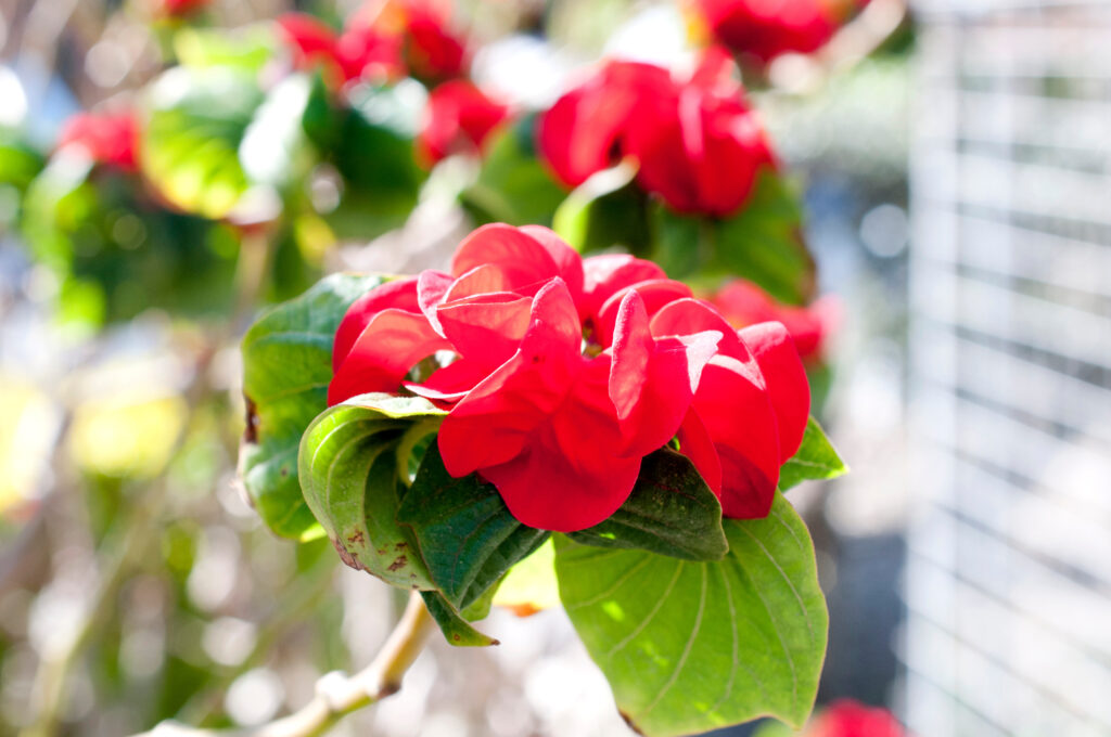 ウィンターローズ