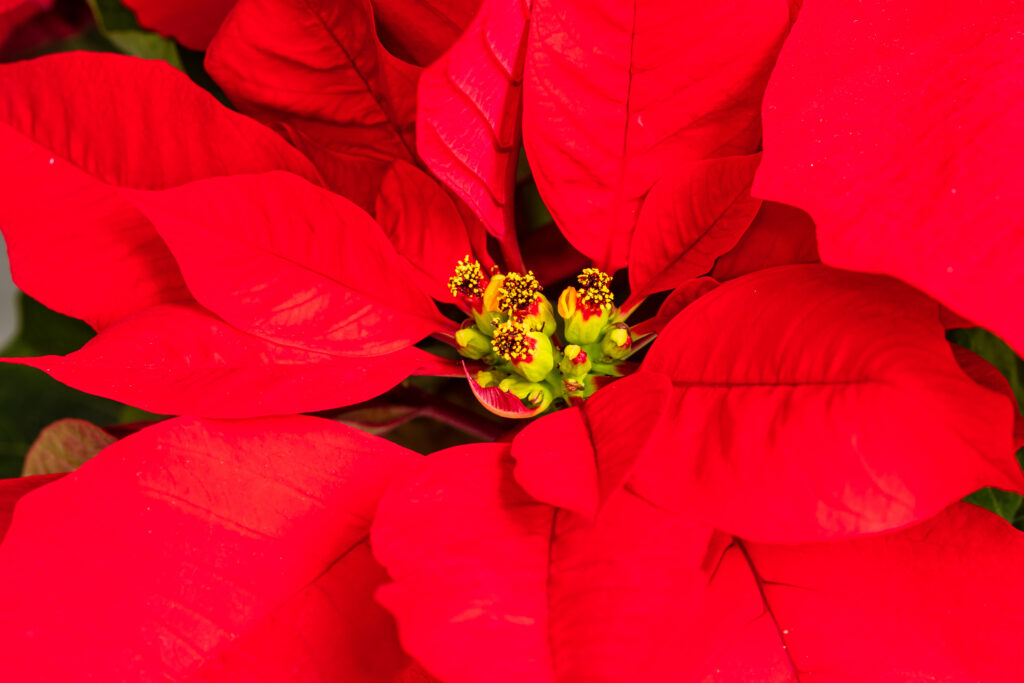ポインセチアはどんな花が咲く?