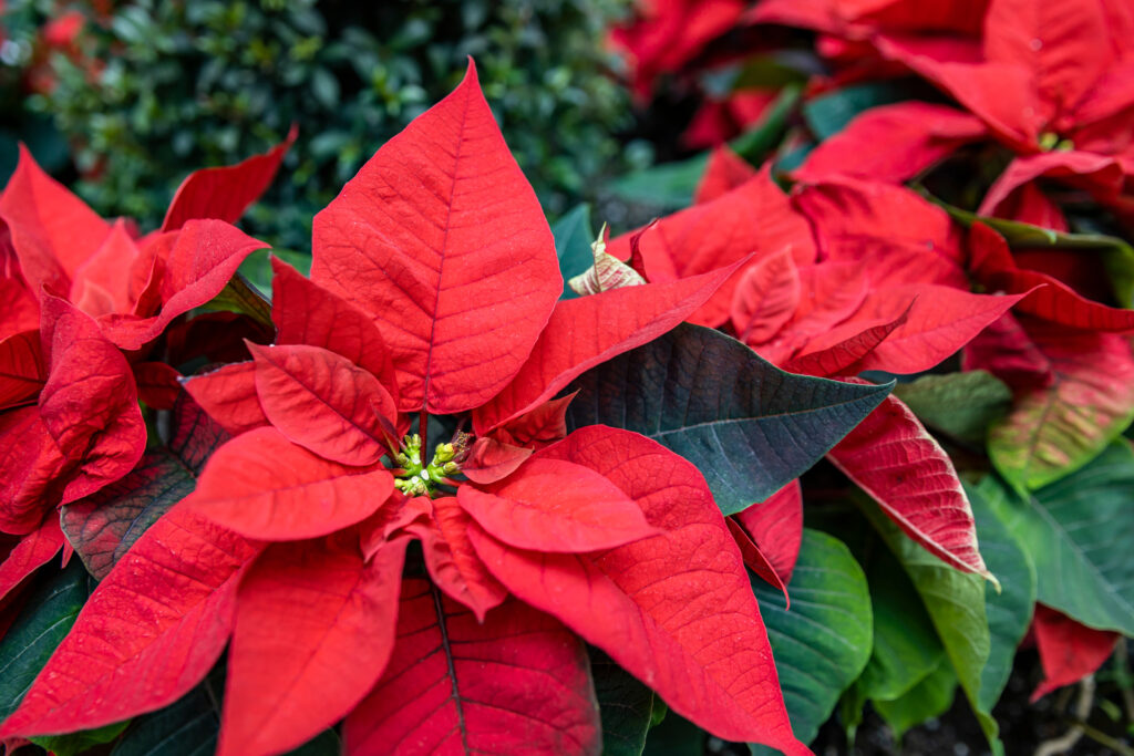ポインセチアの葉っぱの特徴