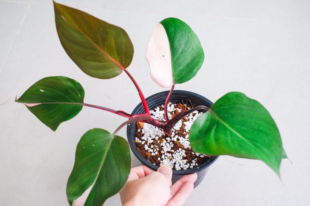 葉っぱがピンクにならない・緑色になってしまう原因は?